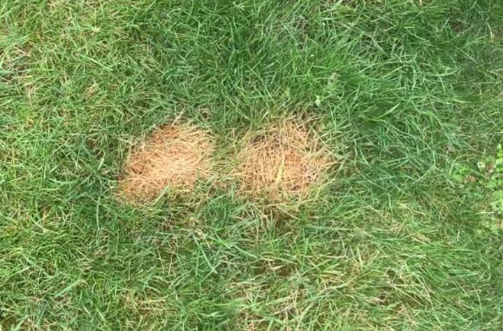 fix burnt grass dog urine spots with this easy solution