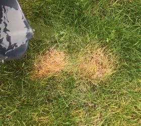 Easy Way To Fix Burnt Grass Dog Urine Spots Hometalk