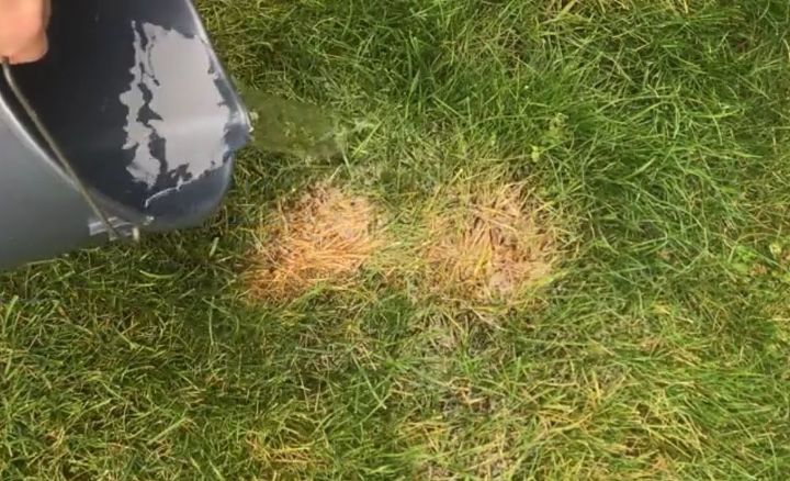 fix burnt grass dog urine spots with this easy solution