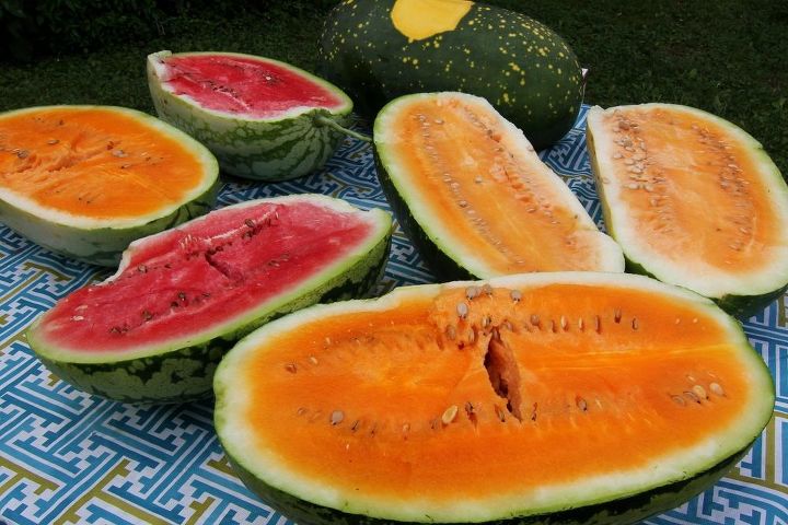 five tips to harvesting a ripe watermelon from your garden