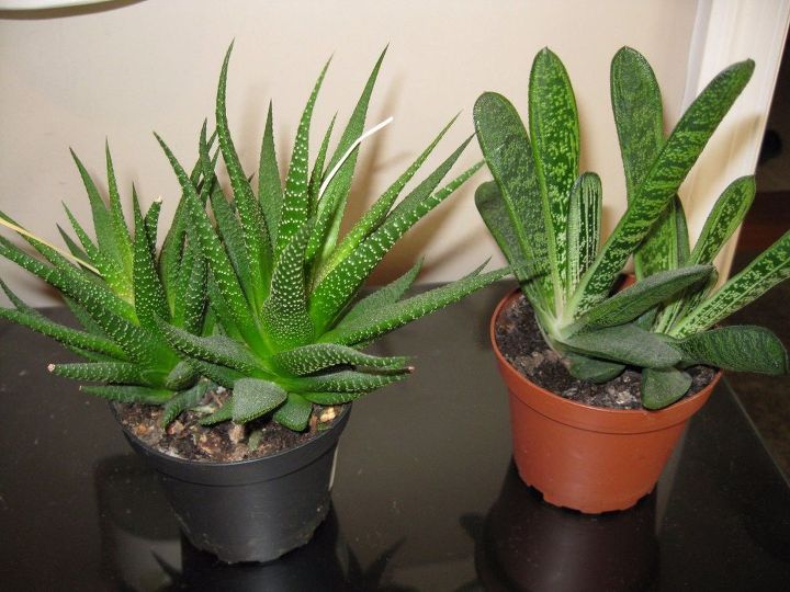 q how to separate my succulents help