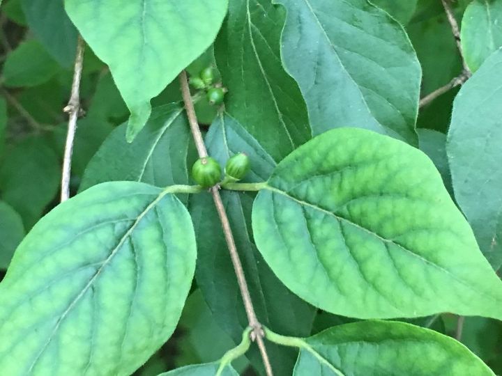 q is this poisonous