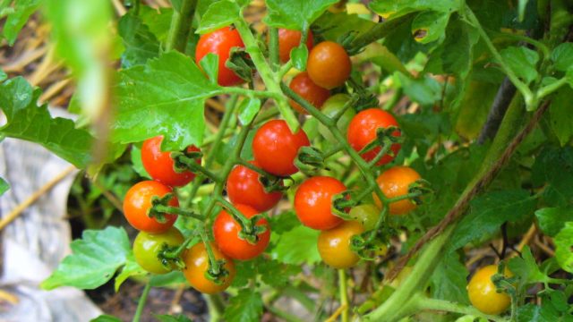 10 variedades de plantas de tomate famosas para crescer