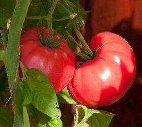 10 famous varieties of tomato plants to grow