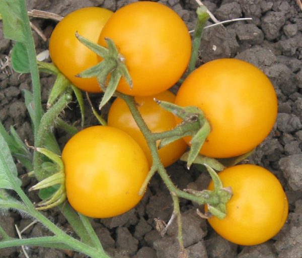 10 variedades de plantas de tomate famosas para crescer
