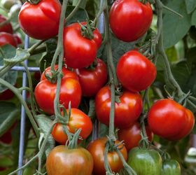 10 famous varieties of tomato plants to grow