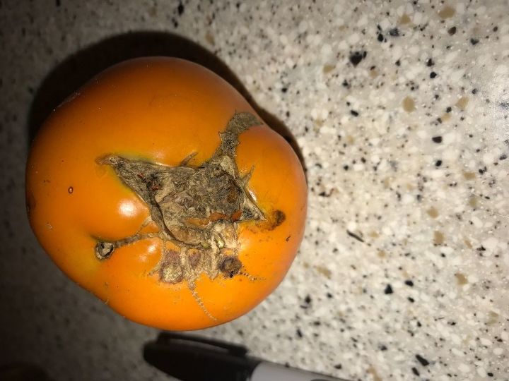 q any idea what kind of tomato this is and what s wrong with it