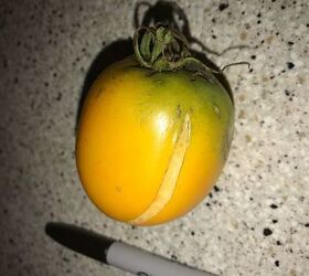 q any idea what kind of tomato this is and what s wrong with it