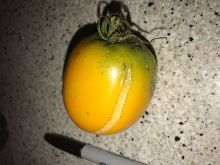 q any idea what kind of tomato this is and what s wrong with it