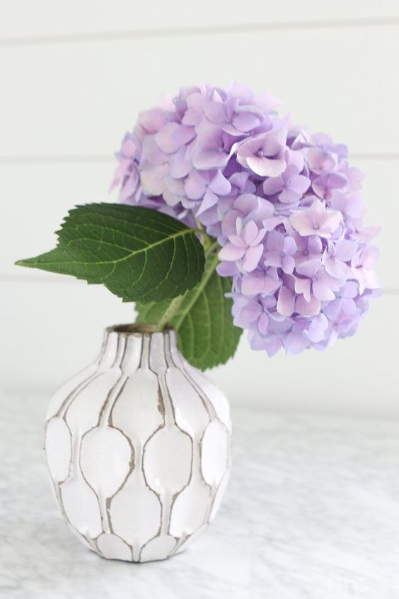 how to revive droopy hydrangeas