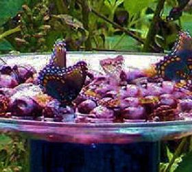 making butterfly feeders