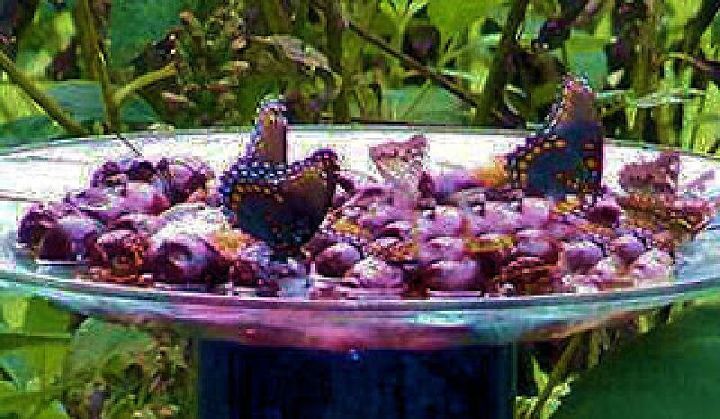 making butterfly feeders