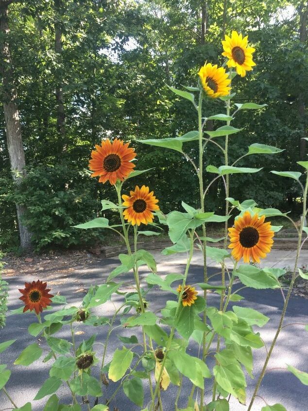 e sunflower sharing