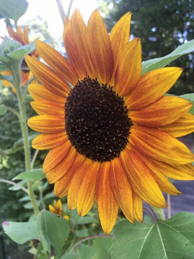 e sunflower sharing