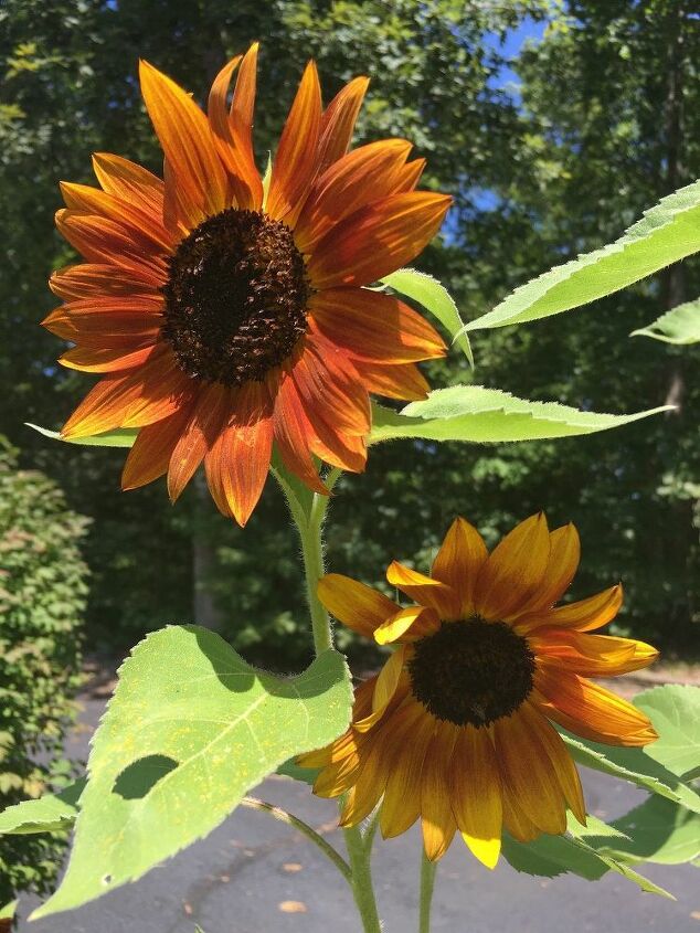 e sunflower sharing