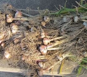 how to harvest cure garlic for the biggest harvest ever