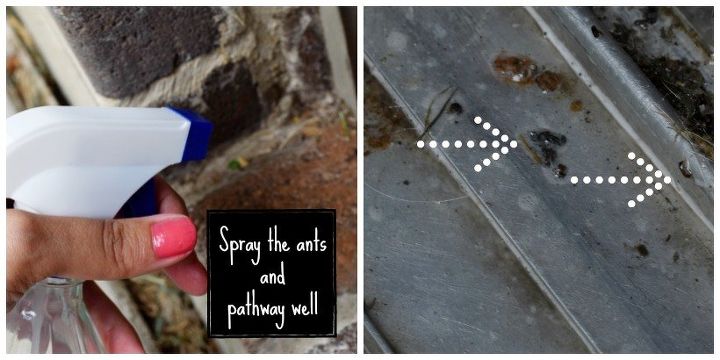 cheap easy homemade ant spray