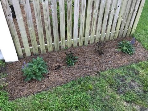 bee balm plant is black and dying other plants near by are thriving