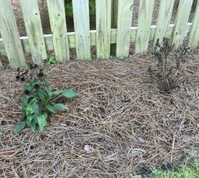 bee balm plant is black and dying other plants near by are thriving