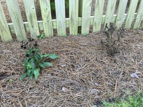 bee balm plant is black and dying other plants near by are thriving