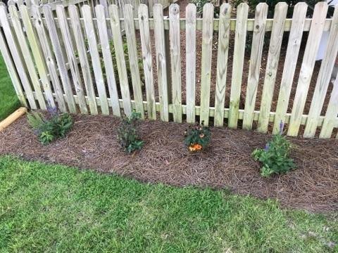 bee balm plant is black and dying other plants near by are thriving