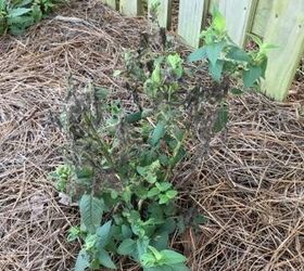 bee balm plant is black and dying other plants near by are thriving
