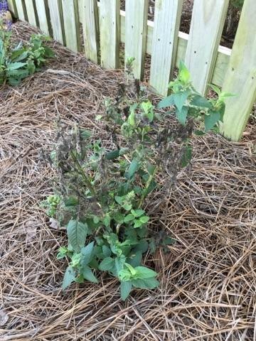 bee balm plant is black and dying other plants near by are thriving