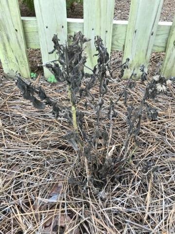 bee balm plant is black and dying other plants near by are thriving