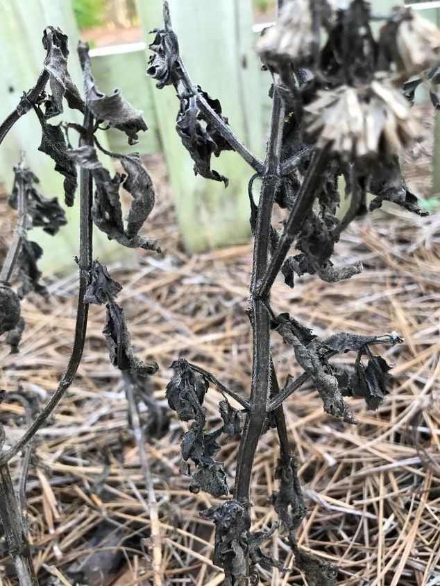 q bee balm plant is black and dying other plants near by are thriving