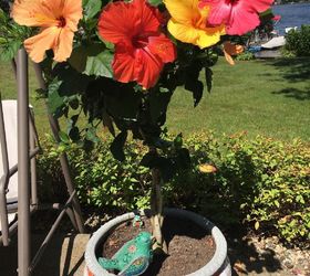 q how do i debug my patio hibiscus in preparation for bringing indoors