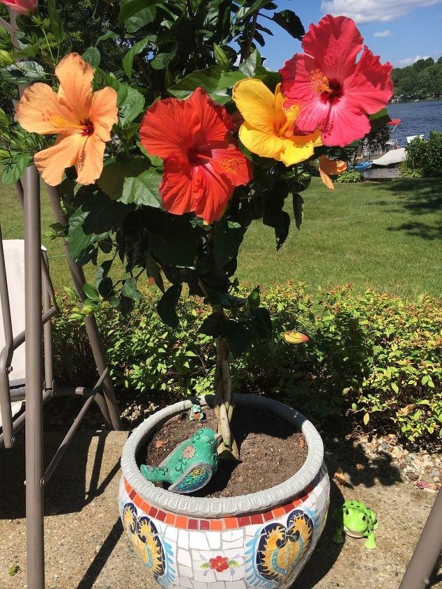 q how do i debug my patio hibiscus in preparation for bringing indoors