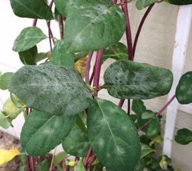 how do i get rid of mold growing on my honeysuckle s leaves