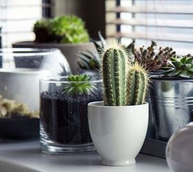 the stickler s guide to growing a cactus indoors