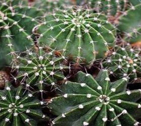 the stickler s guide to growing a cactus indoors