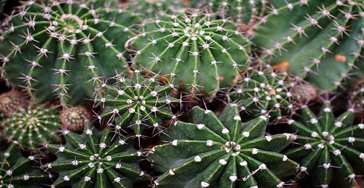 gua para el cultivo de cactus en interiores