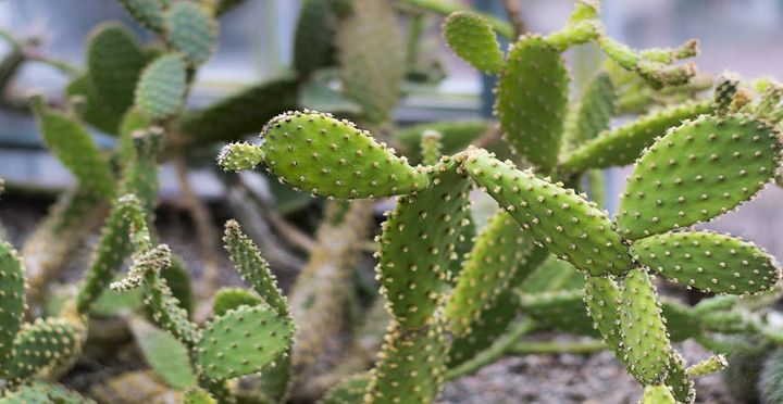 gua para el cultivo de cactus en interiores