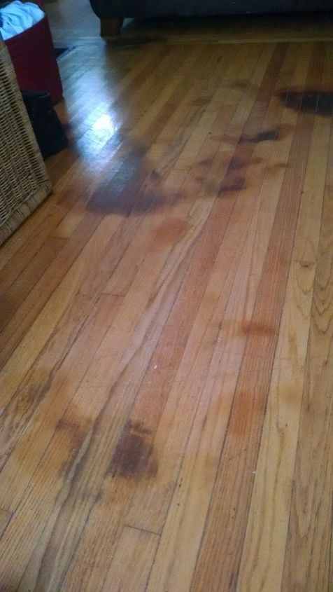 Dog Stains Out Of Hardwood Floors, How To Get Rid Of Dog Urine On Hardwood Floors