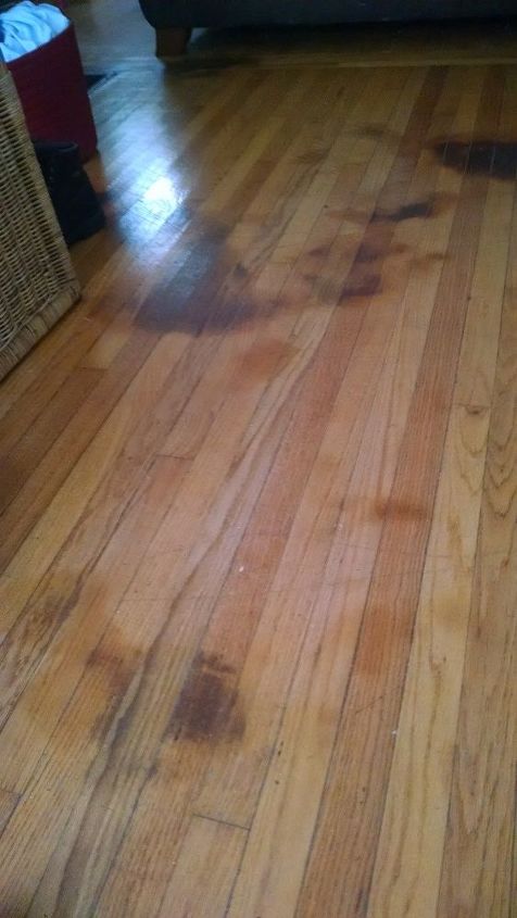 How To Get Dog Pee Stains Out Of Hardwood Floors Hometalk