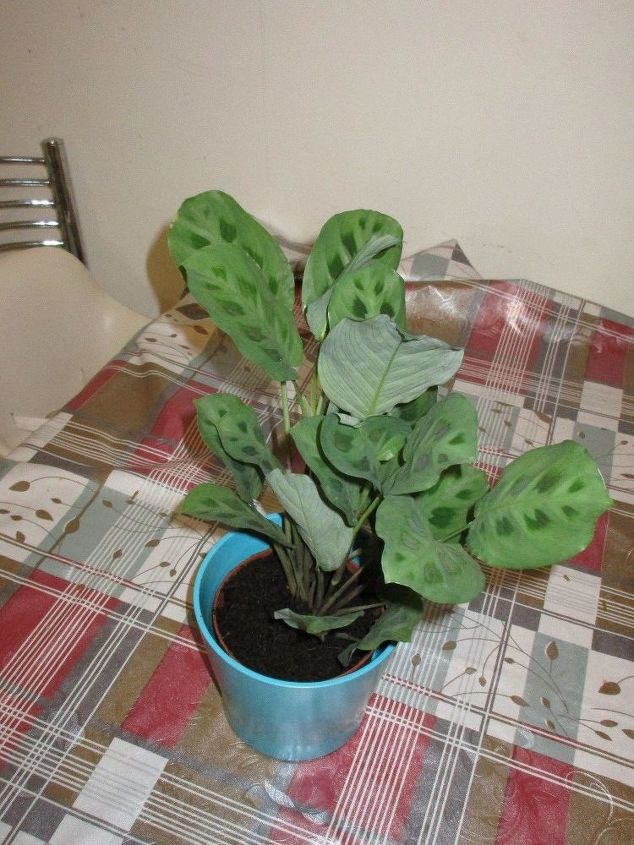 q how should i take care of this plant