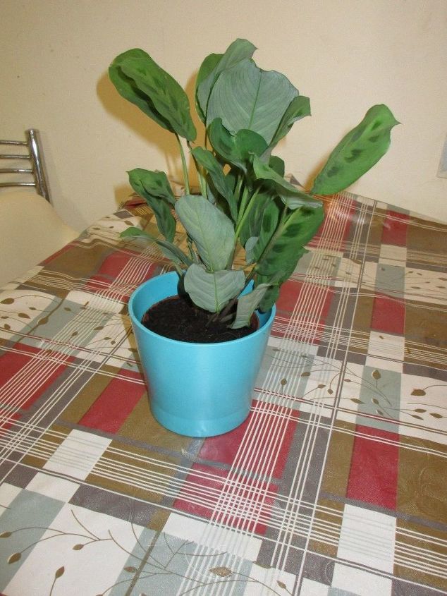 q how should i take care of this plant
