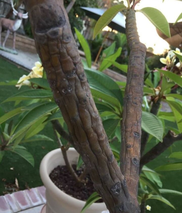 https://cdn-fastly.hometalk.com/media/2017/08/28/4200647/what-is-wrong-with-my-plumeria-can-anyone-help.jpg?nocrop=1&size=720x845