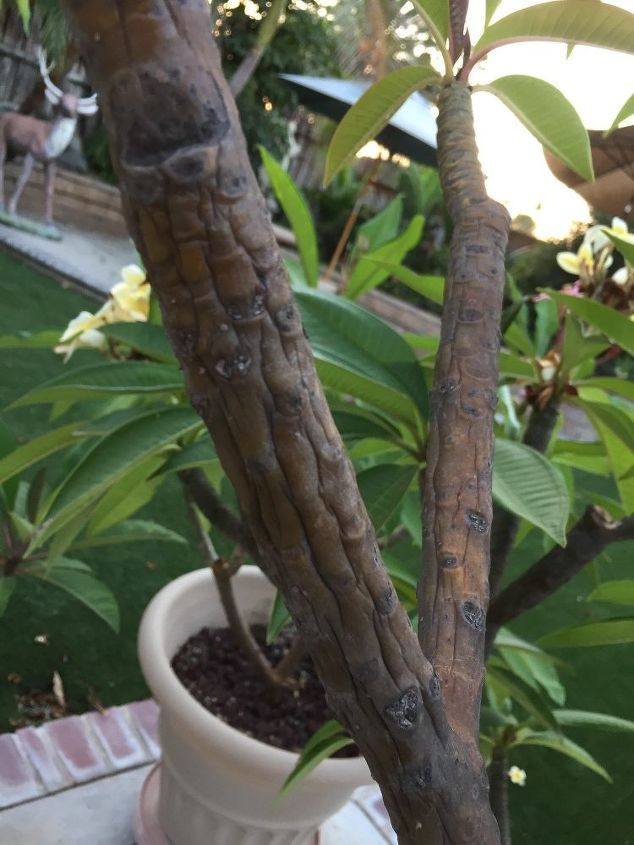 what is wrong with my plumeria can anyone help