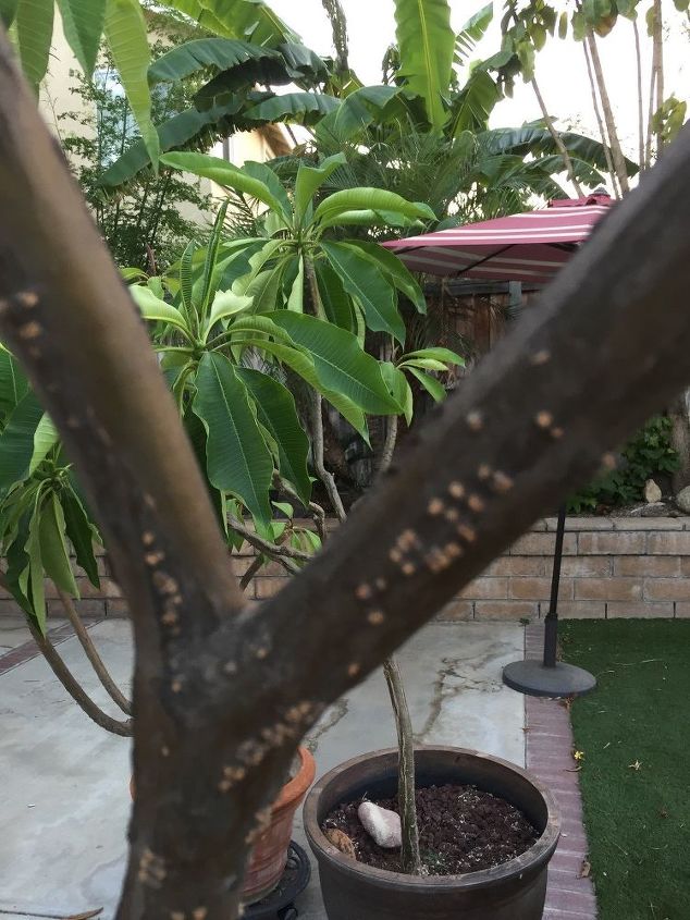 what is wrong with my plumeria can anyone help