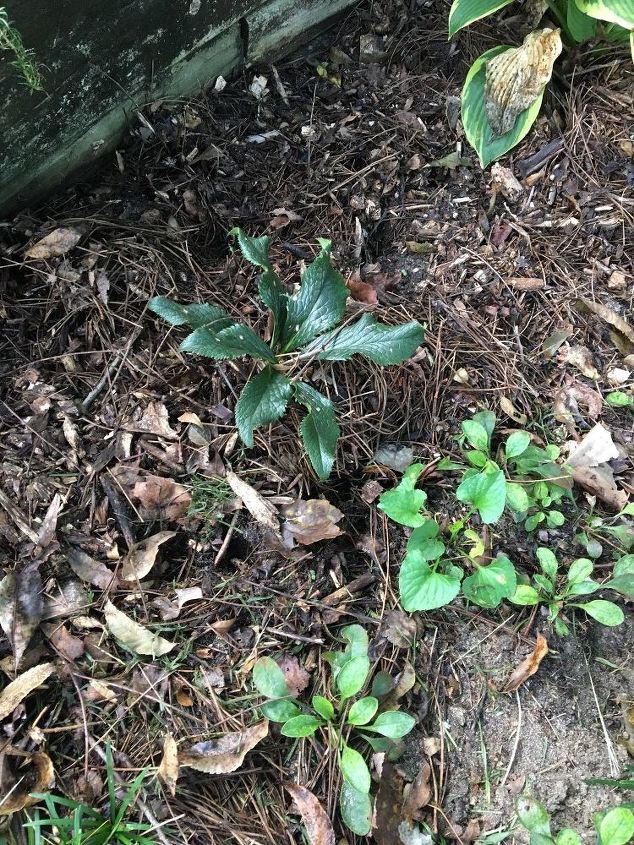 How to Keep Armadillos Out of Your Flower Beds