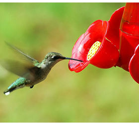 how to make hummingbird feeder solution