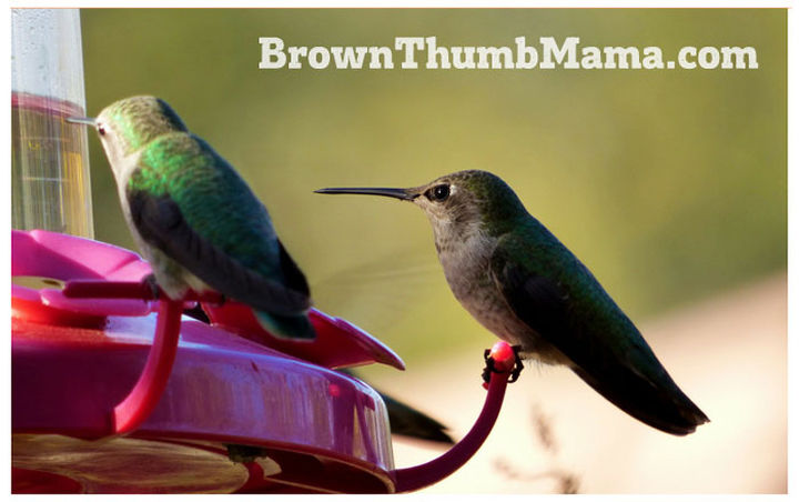 how to make hummingbird feeder solution