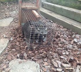 q tried everything to rid our in town home and yard of raccoons