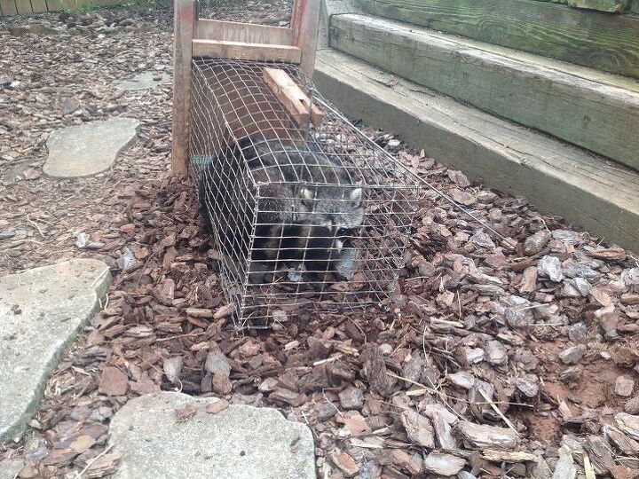q tried everything to rid our in town home and yard of raccoons