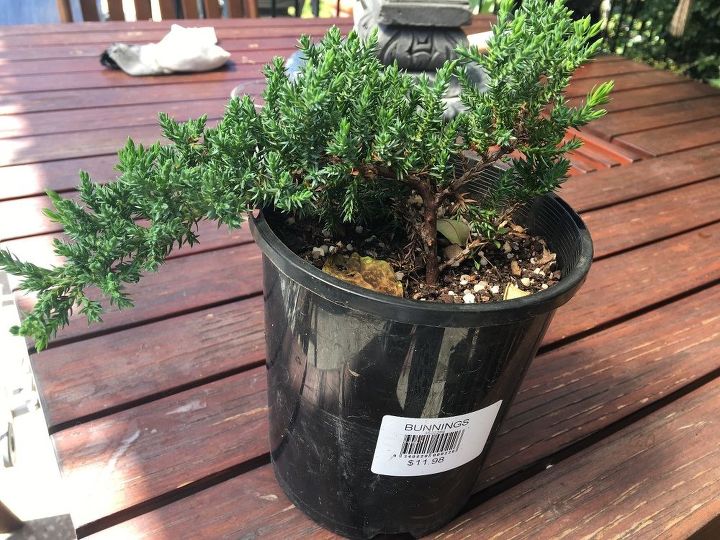 como hacer su propio bonsai