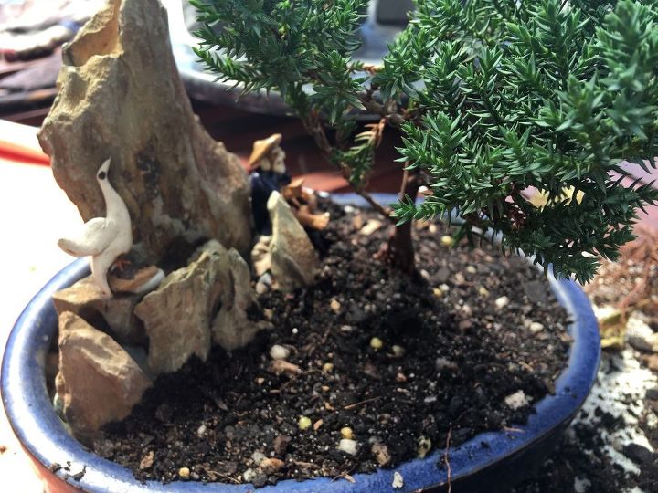 making your own bonsai